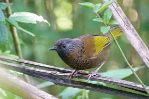 Leiothrichidae Prints: Chestnut-crowned laughingthrush (Trochalopteron erythrocephalum) perched on a branch