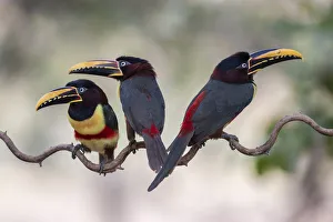 Ramphastidae Prints: Chestnut-eared aracari (Pteroglossus castanotis) on cat-gut vine. Pantanal, Brazil, August