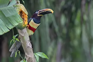 Fruit Prints: Chestnut-eared aracari (Pteroglossus castanotis) feeding on papaya in a papaya plantation