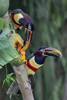 Fruit Prints: Two Chestnut-eared aracaris (Pteroglossus castanotis) feeding on papaya in a papaya plantation