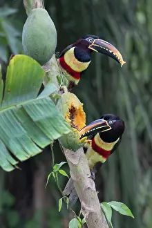 Fruit Prints: Two Chestnut-eared aracaris (Pteroglossus castanotis) feeding on papaya in a papaya plantation