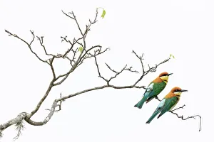 Meropidae Prints: Two Chestnut-headed bee-eaters (Merops leschenaulti) perched on branch