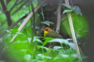 Sichuan Prints: Chestnut-headed Tesia (Tesia castaneocoronata) perched, Sichuan Province, China