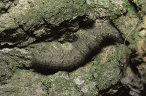 Moths Prints: Chestnut moth caterpillar larva {Conistra vaccinii} on tree bark, Oxfordshire, UK