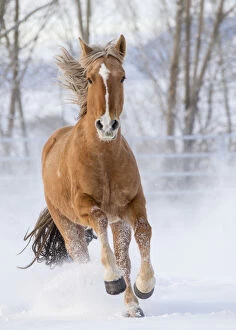 Chestnut Mustang running in snow, at ranch, Shell, Wyoming, USA. February