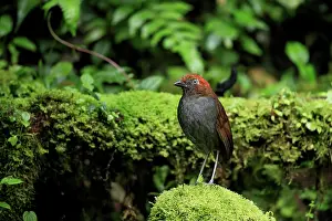 Antpitta Prints: Chestnut-naped antpitta (Grallaria nuchalis) perched on mossy log, Jardin, Colombia