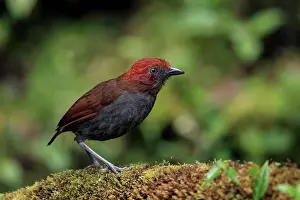 Antpitta Prints: Chestnut-naped antpitta (Grallaria nuchalis) perched on mossy log, Jardin, Colombia