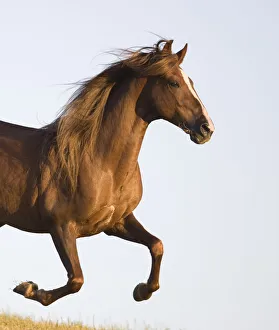 Images Dated 13th May 2009: Chestnut Paso peruvian stallion running, California, USA