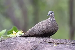 Rosanae Prints: Chestnut-quilled rock pidgeon (Petrophassa rufipennis)