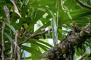 Fiji Prints: Chestnut-throated flycatcher (Myiagra castaneigularis whitneyi) perched on branch