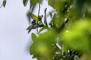Fiji Prints: Chestnut-throated flycatcher (Myiagra castaneigularis whitneyi) perched in tree