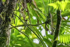 Fiji Prints: Chestnut-throated flycatcher (Myiagra castaneigularis whitneyi) perched in tree