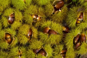 Chestnuts from Sweet chestnut tree {Castenea sativa} Redes NP, Asturias, Northern Spain