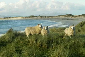 Coastal Gallery: Cheviot sheep grazing eroding machair at front of sand dunes, North Uist, Scotland, UK, June