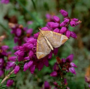 Chevron moth (Eulithis testata) on Bell heather flowers, Ballykinler Dunes, County Down
