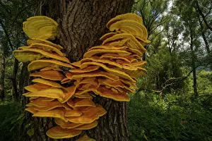 Trunk Prints: Chicken-of-the-woods (Laetiporus sulphureus) fungus growing on tree trunk