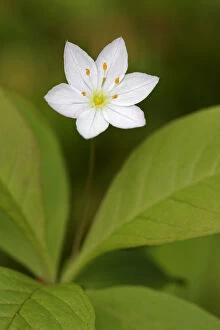 Images Dated 21st June 2008: Chickweed wintergreen ( Trientalis europaea) flower, Cairngorms National Park, Scotland