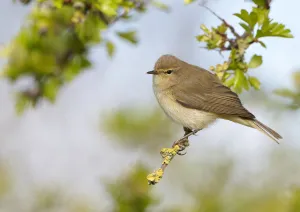 Chiffchaff (Phylloscopus collybita) perched on Hawthorn (Crataegus) twig, Cheshire, April