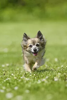 Chihuahua, long-haired, 11 years, running over lawn