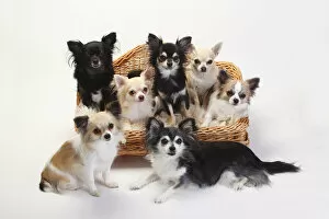 Chihuahuas, mixture of longhaired and short-haired sitting in basket