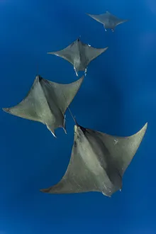 Azores Prints: Chilean devil rays / Mobulas (Mobula tarapacana) offshore Santa Maria, Azores, Portugal