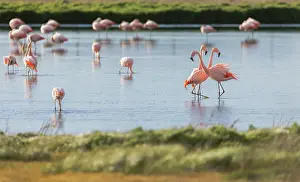 Phoenicopteridae Prints: Chilean flamingo (Phoenicopterus chilensis) flock wading in lake