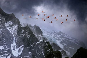 Snow Gallery: Chilean flamingos (Phoenicopterus chilensis) in flight over mountain peaks with glacier in