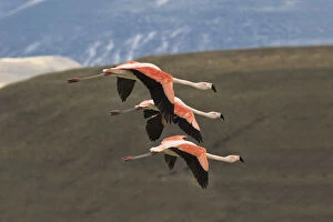 Chilean flamingos (Phoenicopterus chilensis) group of three in flight, Lago Amarga