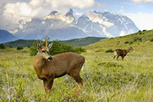 Snowcapped Prints: Chilean huemul or South Andean deer (Hippocamelus bisulcus)