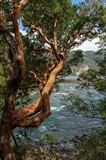 Chubut Prints: Chilean myrtle (Luma apiculata) trees on the banks of Menendez River