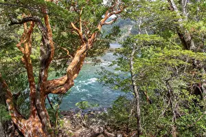 Chubut Prints: Chilean myrtle (Luma apiculata) trees on the banks of Menendez River
