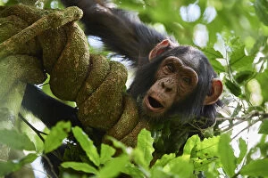 Chimpanzee juvenile (Pan troglodytes schweinfurthii) in a tree. Kibale National Park, Uganda