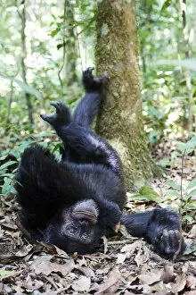 Images Dated 31st January 2019: Chimpanzee male (Pan troglodytes schweinfurthii) sleeping on the forest floor with feet up