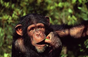 Juvenile Prints: Chimpanzee orphan Sophie eating fruit (Pan troglodytes) Sweetwaters Chimpanzee Sanctuary
