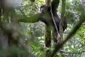 Chimpanzee (Pan troglodytes) climbing through trees in forest, Kibale Forest National Park, Uganda. Endangered