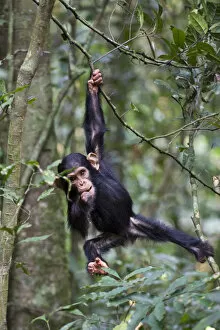 Animal Arms Gallery: Chimpanzee (Pan troglodytes) infant, aged one and a half playing in tree, in tropical forest