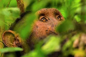 Foliage Prints: Chimpanzee (Pan troglodytes) male