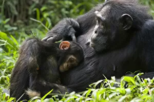 Images Dated 3rd August 2011: Chimpanzee (Pan troglodytes) mother and 4 month infant resting in tropical forest