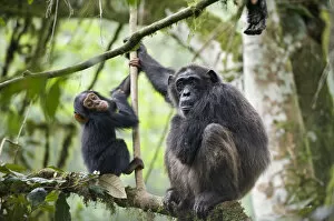 Chimpanzee (Pan troglodytes) mother and baby age two and a half, tropical forest