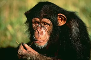 Chimpanzee (Pan troglodytes) portrait of orphaned juvenile 'Sophie', sucking piece of grass