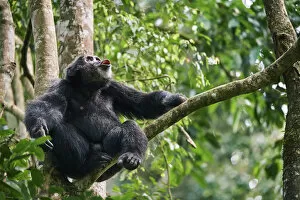 2020 August Highlights Gallery: Chimpanzee (Pan troglodytes schweinfurthii) male vocalising in tree, Kibale National Park
