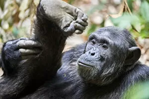 Animal Legs Gallery: Chimpanzee (Pan troglodytes schweinfurthii) male, scratching its leg, National Park