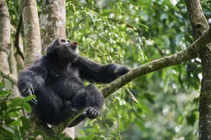 Chimpanzee Prints: Chimpanzee (Pan troglodytes schweinfurthii) male vocalising in tree, Kibale National Park