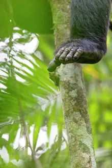 Chimpanzee (Pan troglodytes) in tree, foot detail, Kibale Forest National Park, Uganda. Endangered