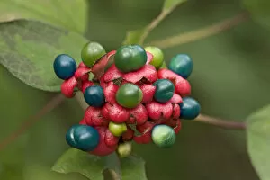 China glory flower (Clerodendrum bungei) fruits above red calyxes. Eaten and spread by birds