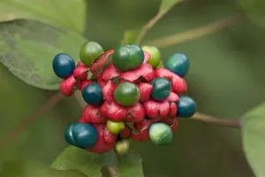 China glory flower (Clerodendrum bungei) fruits above red calyxes. Eaten and spread by birds China glory flower (Clerodendrum bungei) fruits above red calyxes. Eaten and spread by birds
