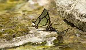 China nawab (Polyura narcaeus) butterfly drinking at thermal seep
