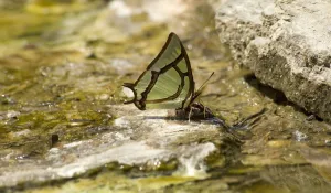 Yunnan Province Prints: China nawab (Polyura narcaeus) butterfly drinking at thermal seep