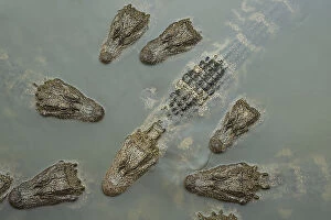 Chinese alligator (Alligator sinensis) group from above, heads above water of Yangtze