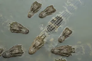Alligatoridae Prints: Chinese alligator (Alligator sinensis) group from above, heads above water of Yangtze